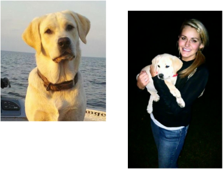Lab breeders in mn.