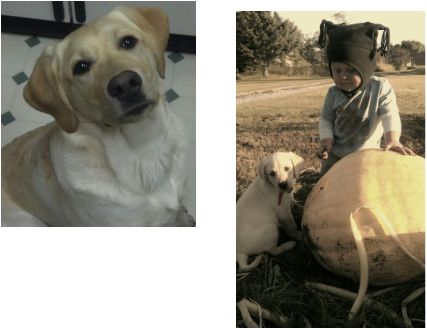 lab puppies for sale in Minnesota