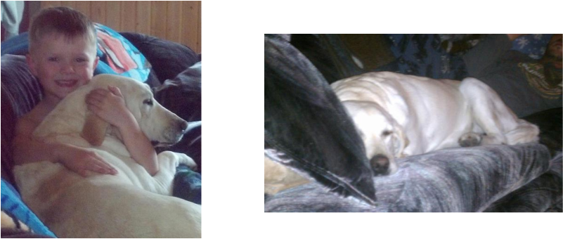 white lab in minnesota