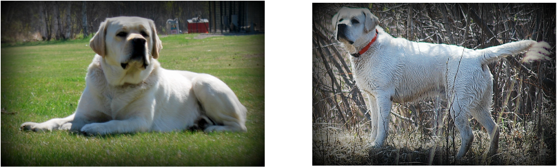 White British Lab