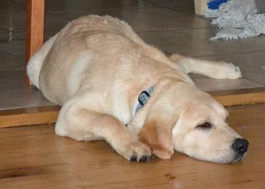 British puppy in mn.