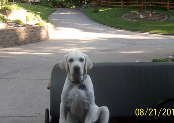 AKC Lab puppies