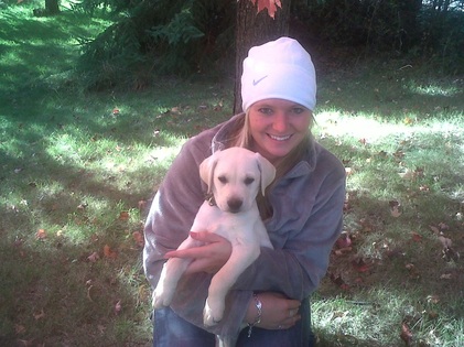 AKC lab pups