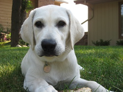 Puppies in Northern Minnesota