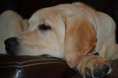 British lab pup