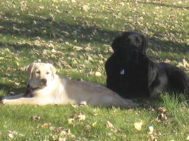 lab puppy in minnesota