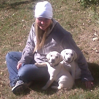 yellow lab puppies