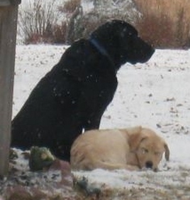 yellow lab puppy