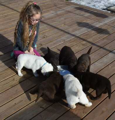 White Labrador Puppies